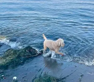 Goldie dog Chelsea Jamison CFO advisor
