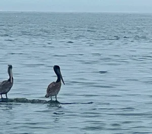 pelicans in Gulf of Mexico