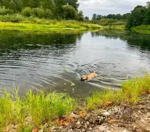 Rocky in the Yakima River
