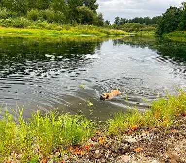 Rocky in the Yakima River