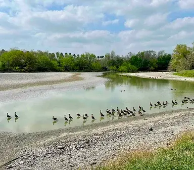 harlingen texas pond whistling ducks
